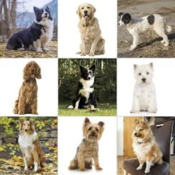 Pet-Pro™ Corded Clipper Kit -Wahl Usa Store 9281 210 pet pro.pt07